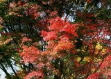 Acer palmatum. Часть кроны с листьями принимающими осенюю окраску. Германия, г. Krefeld, ботанический сад. 21.10.2012.