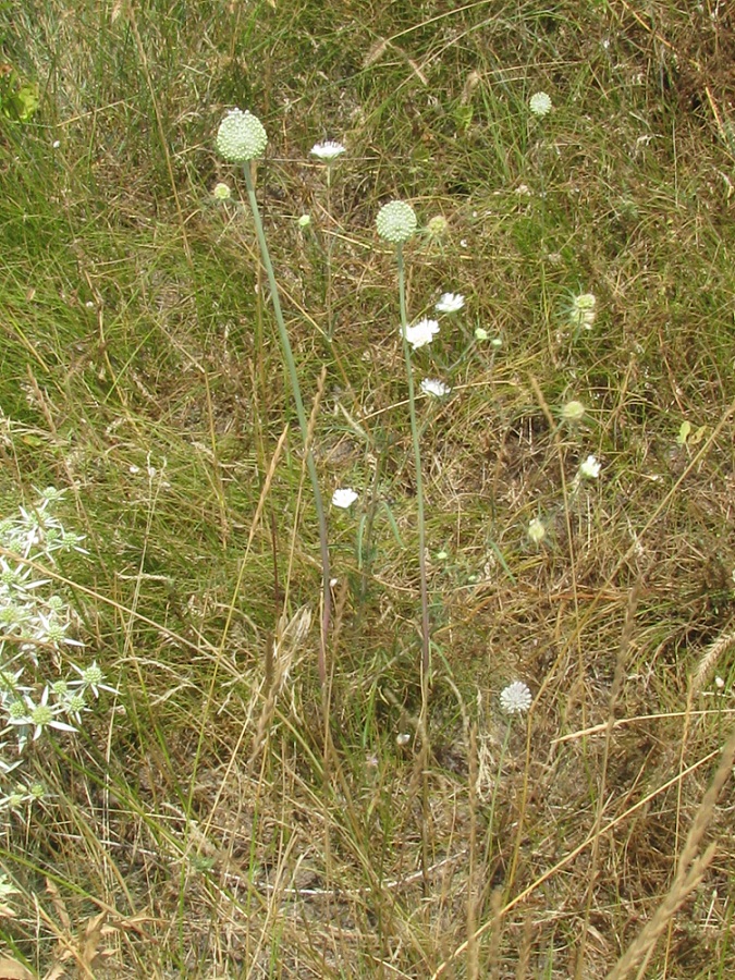 Image of Allium guttatum specimen.