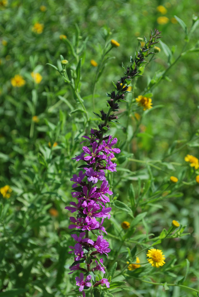 Изображение особи Lythrum salicaria.