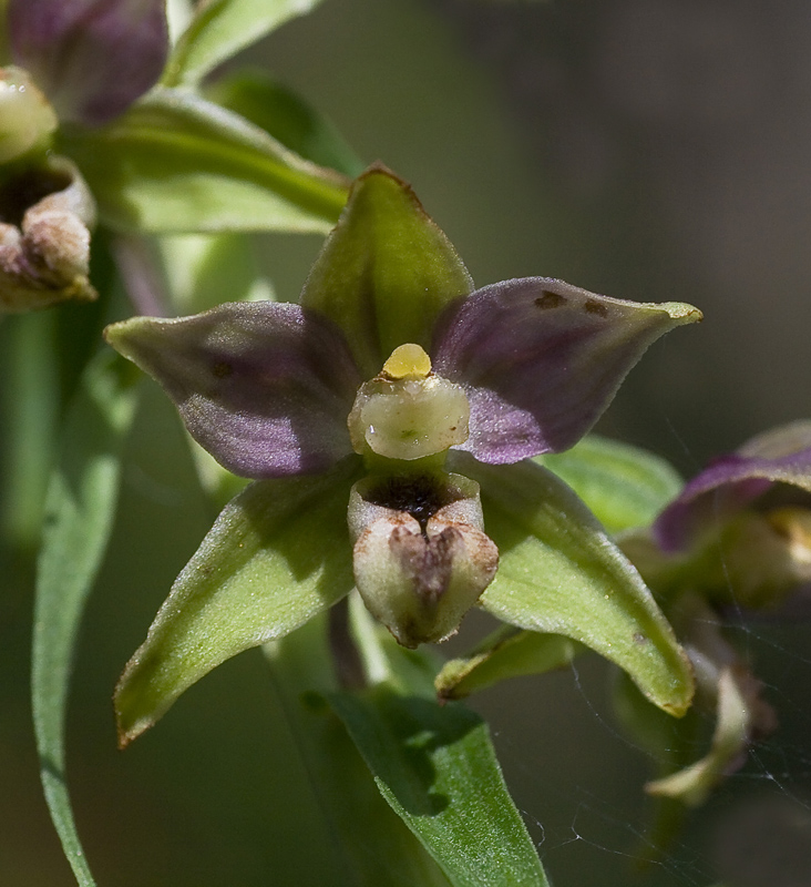 Image of Epipactis helleborine specimen.