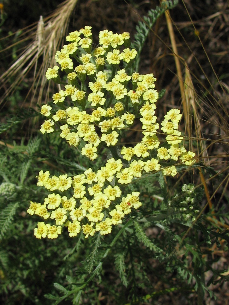 Изображение особи Achillea &times; submicrantha.