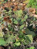 Arctium leiospermum. Растение с созревшими соплодиями. Узбекистан, г. Ташкент, пос. Улугбек. 20.11.2011.