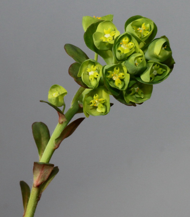 Изображение особи Euphorbia amygdaloides.