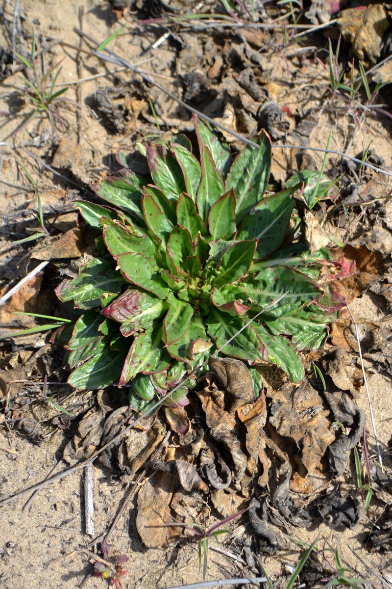 Image of genus Oenothera specimen.