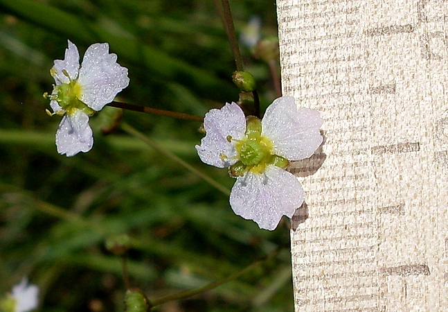 Image of Alisma lanceolatum specimen.