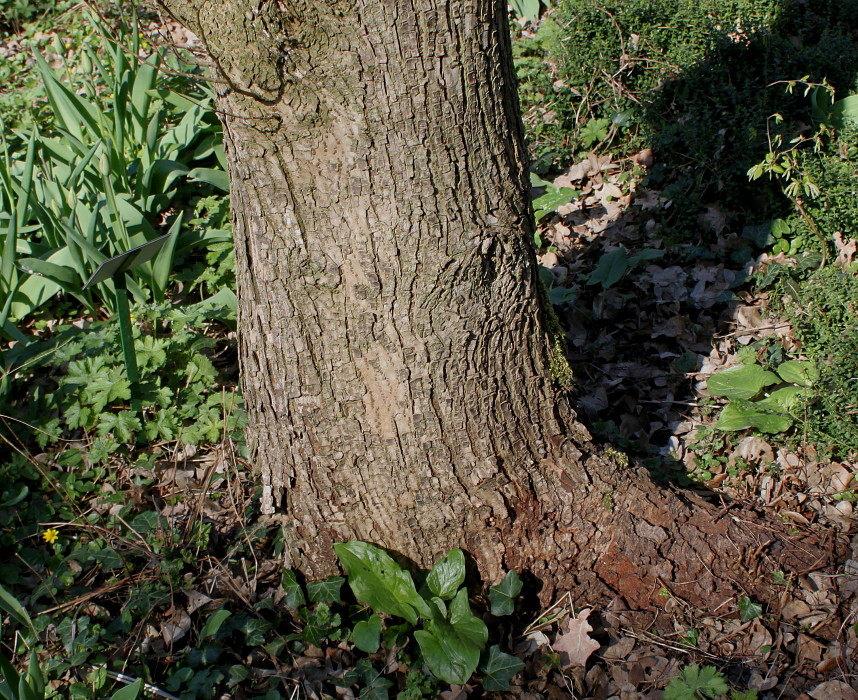 Image of Ulmus minor specimen.