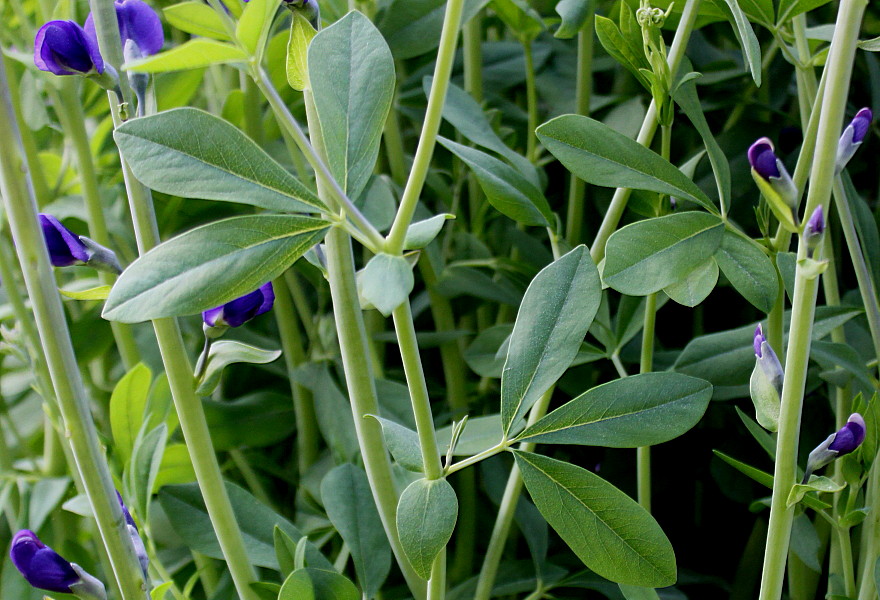 Image of Baptisia australis specimen.