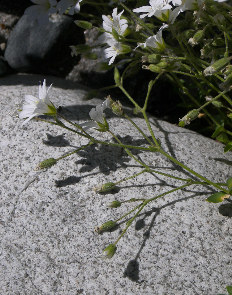 Image of Cerastium oreades specimen.