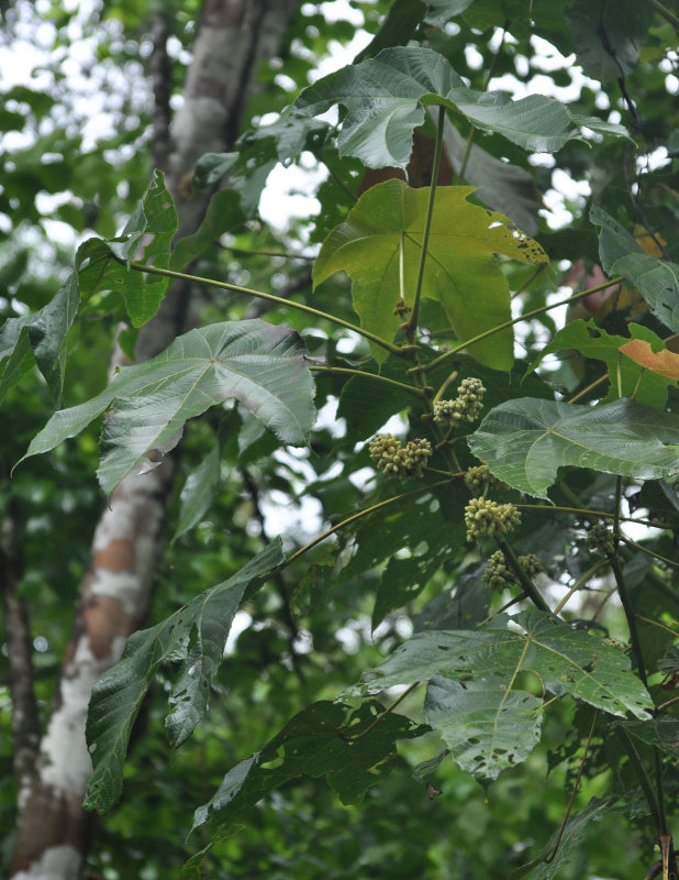 Image of Macaranga gigantea specimen.