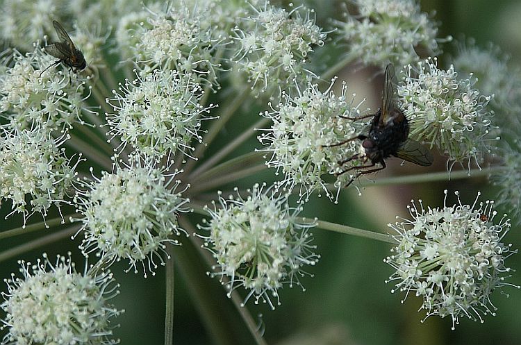 Изображение особи Angelica sylvestris.