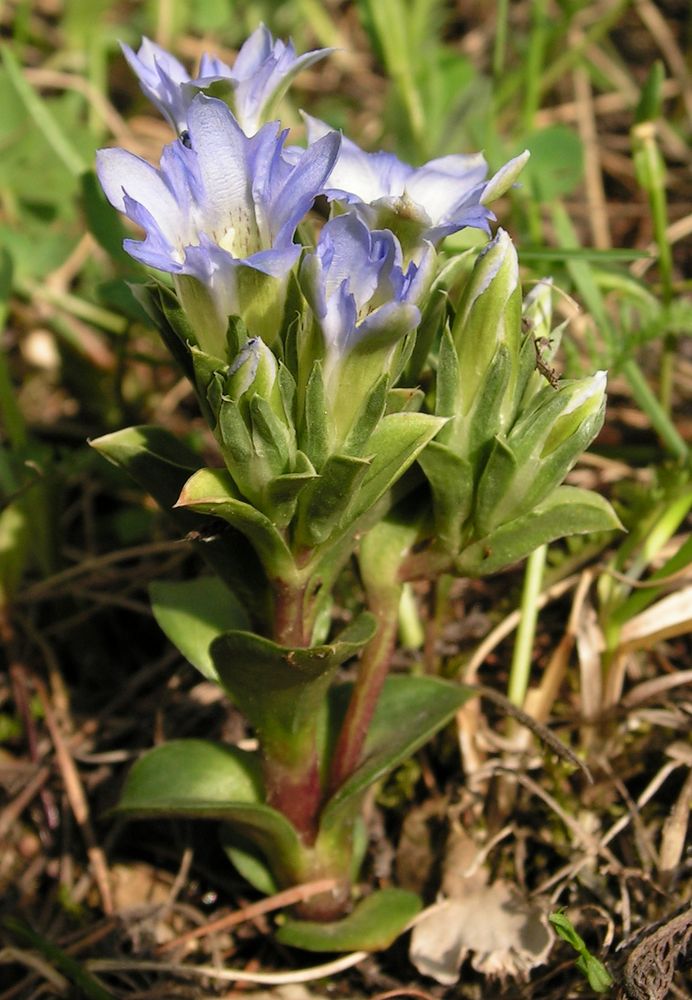 Image of Gentiana zollingeri specimen.