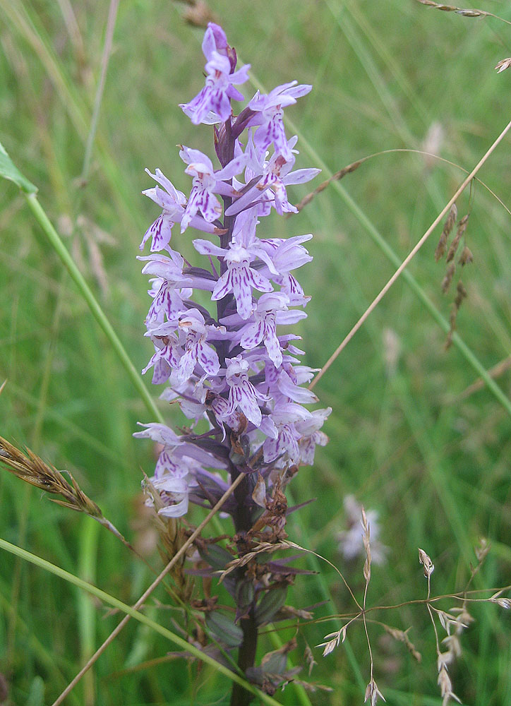 Image of Dactylorhiza fuchsii specimen.