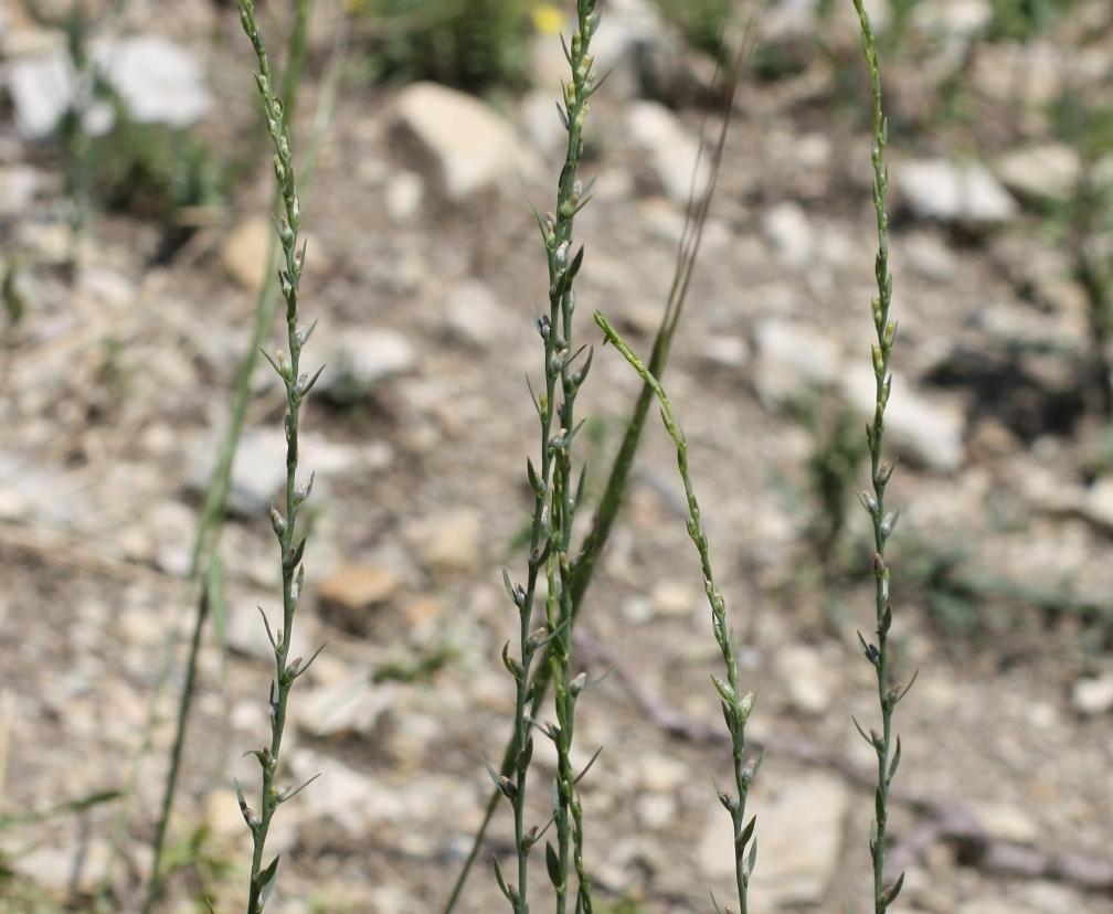 Image of Thymelaea passerina specimen.