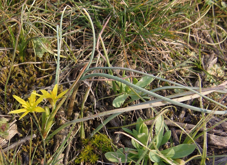 Image of genus Gagea specimen.