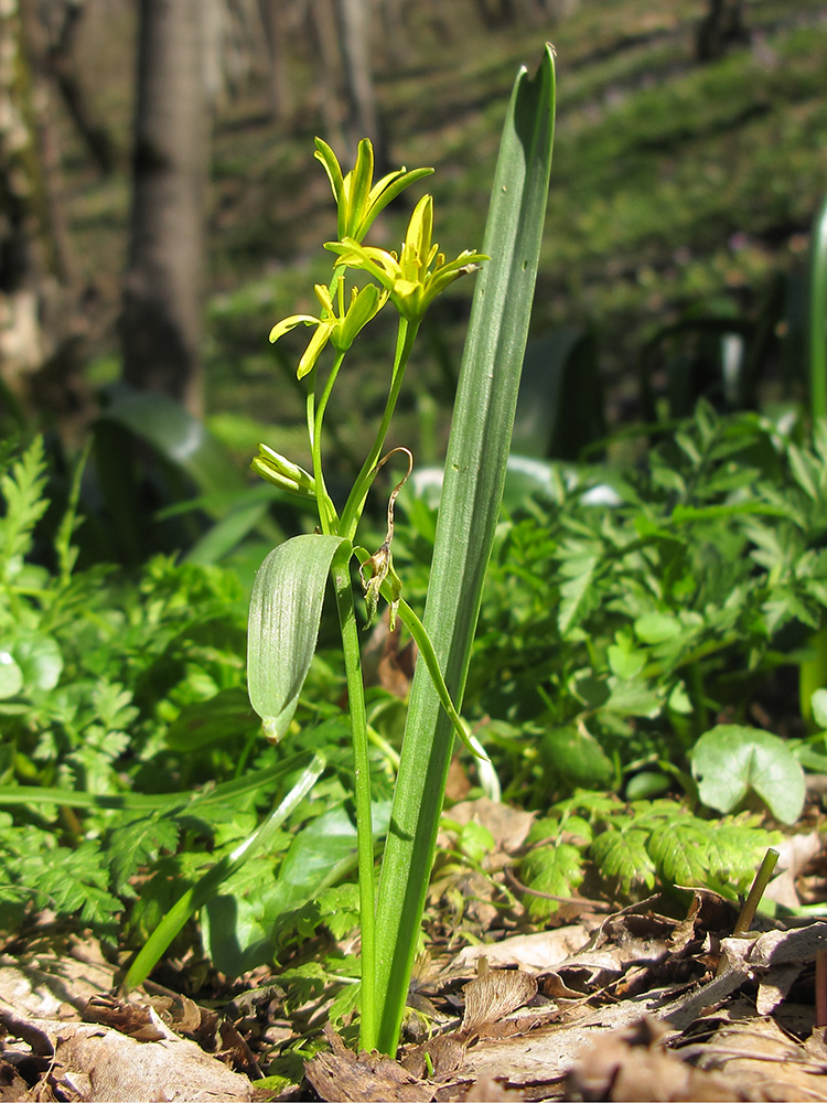 Image of Gagea lutea specimen.