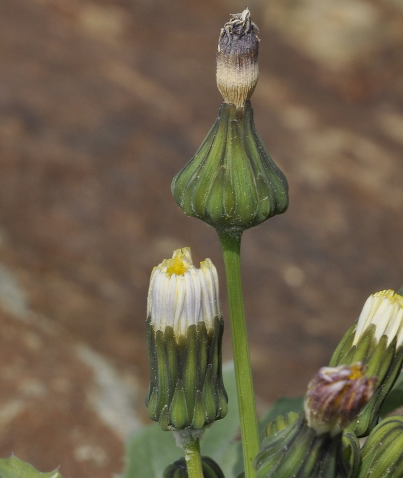 Изображение особи род Sonchus.