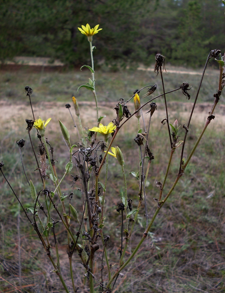 Image of genus Tragopogon specimen.