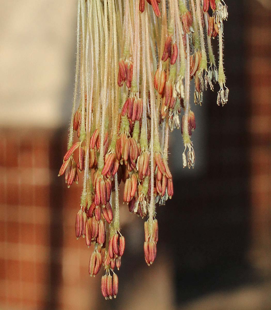 Image of Acer negundo specimen.