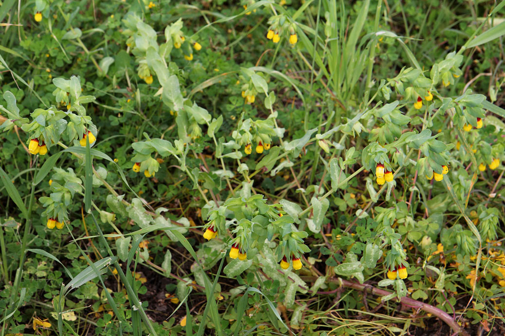 Image of Cerinthe major specimen.