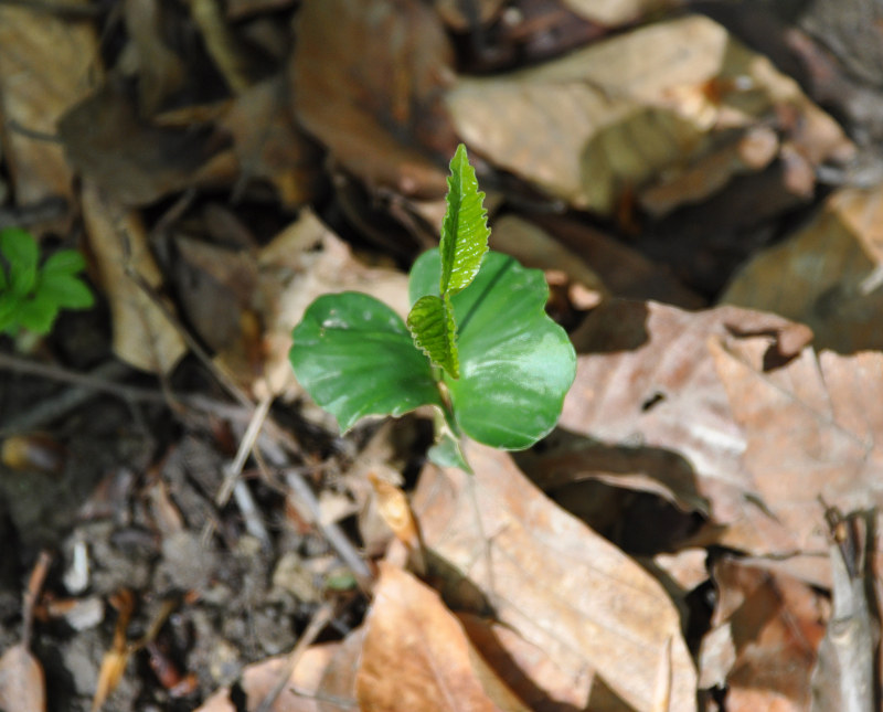 Изображение особи Fagus orientalis.