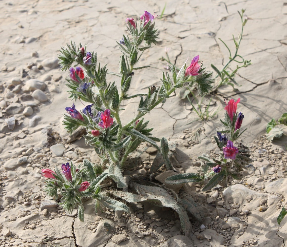 Изображение особи Echium rauwolfii.