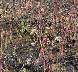 Salicornia perennans