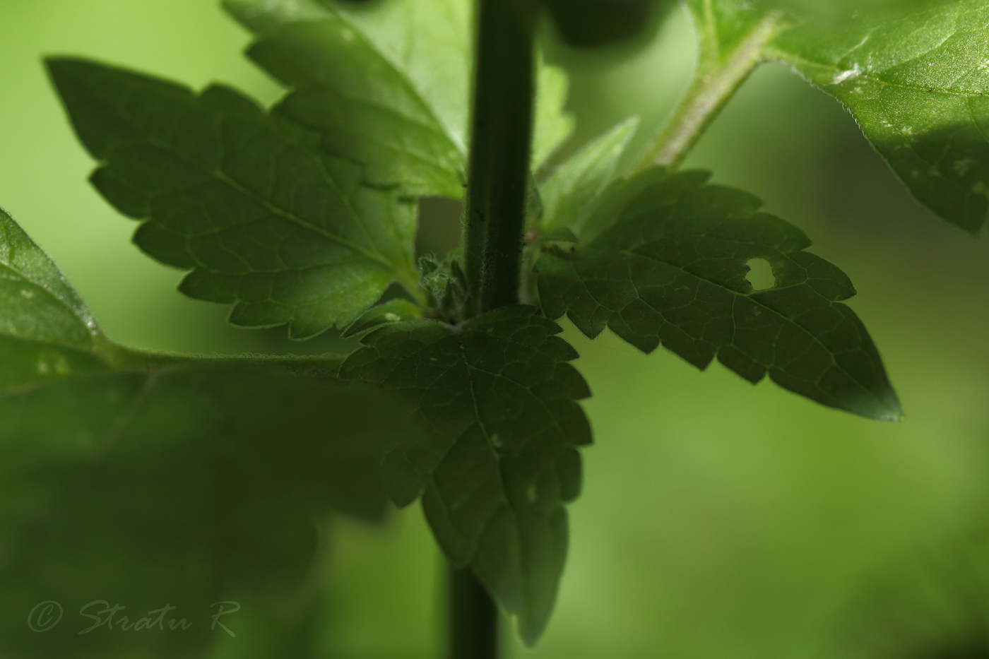 Изображение особи Scutellaria altissima.