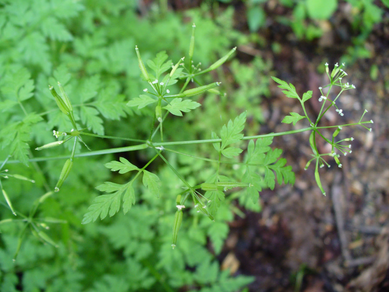 Изображение особи Anthriscus cerefolium.