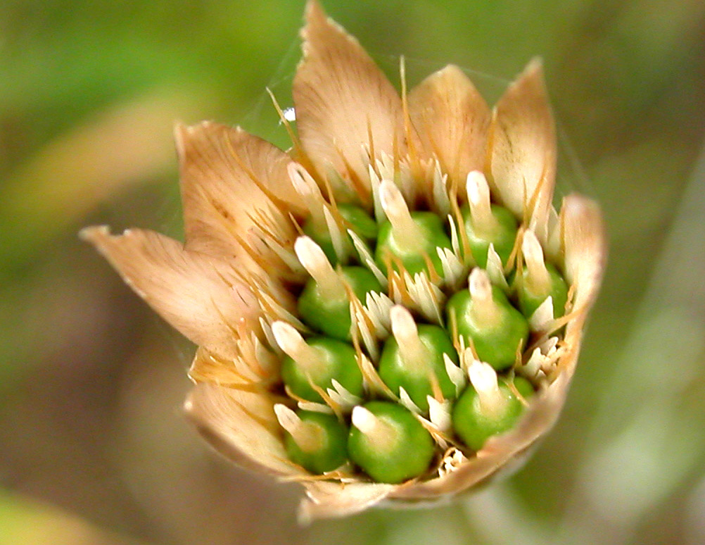 Image of Xeranthemum cylindraceum specimen.