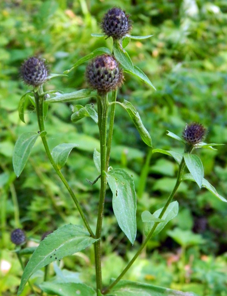 Изображение особи Centaurea phrygia.