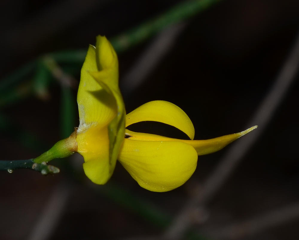 Image of Spartium junceum specimen.