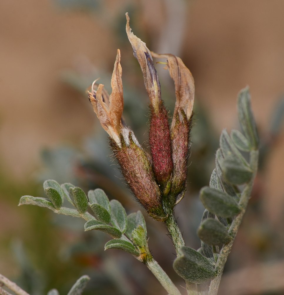 Image of Astragalus amalecitanus specimen.