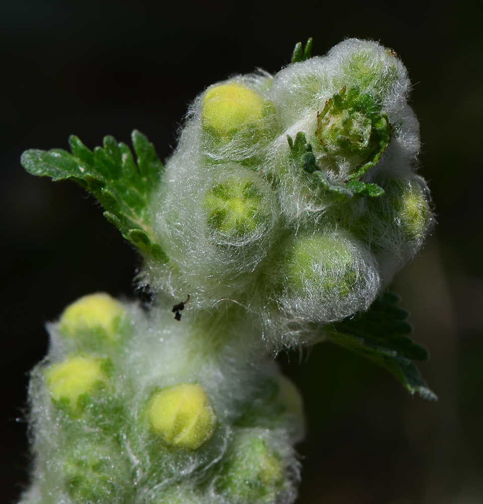 Image of Phlomoides laciniata specimen.