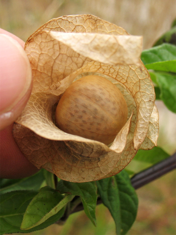 Image of Nicandra physalodes specimen.