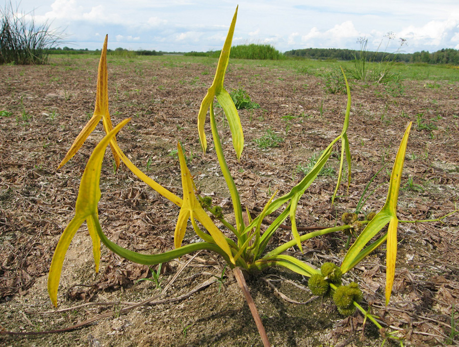 Изображение особи Sagittaria sagittifolia.