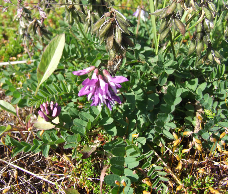 Image of Astragalus subpolaris specimen.