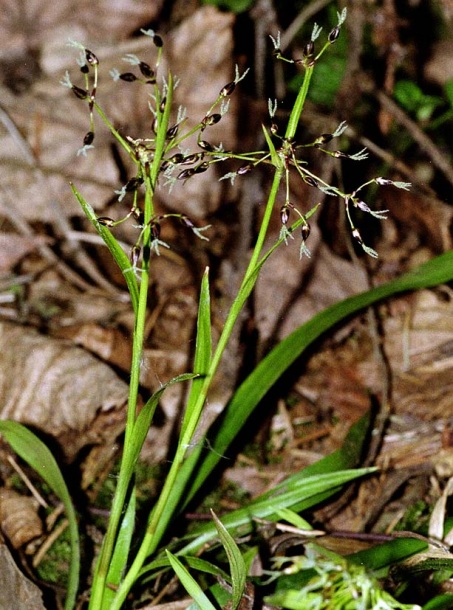 Image of Luzula pilosa specimen.