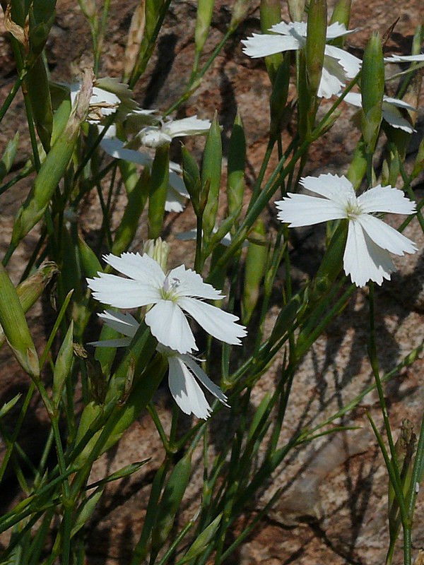 Image of Dianthus ramosissimus specimen.