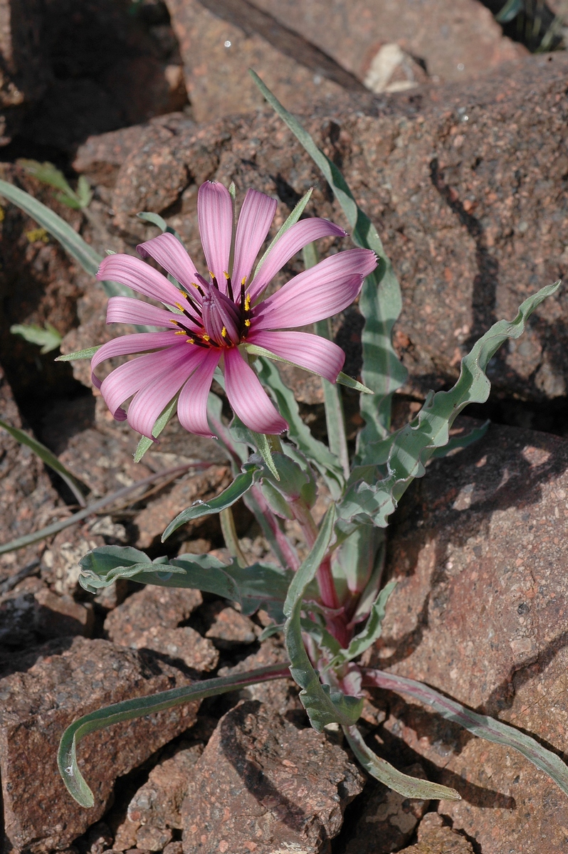 Image of Tragopogon ruber specimen.