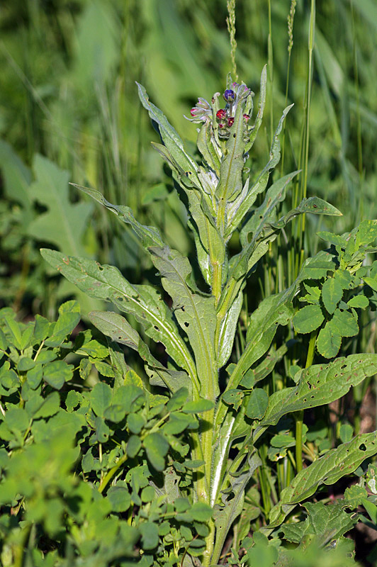 Image of Cynoglossum officinale specimen.