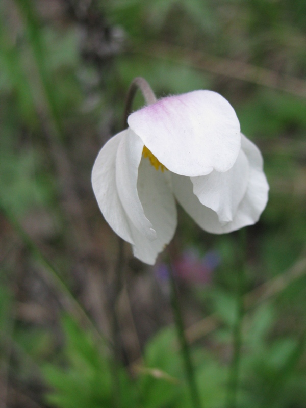 Изображение особи Anemone sylvestris.