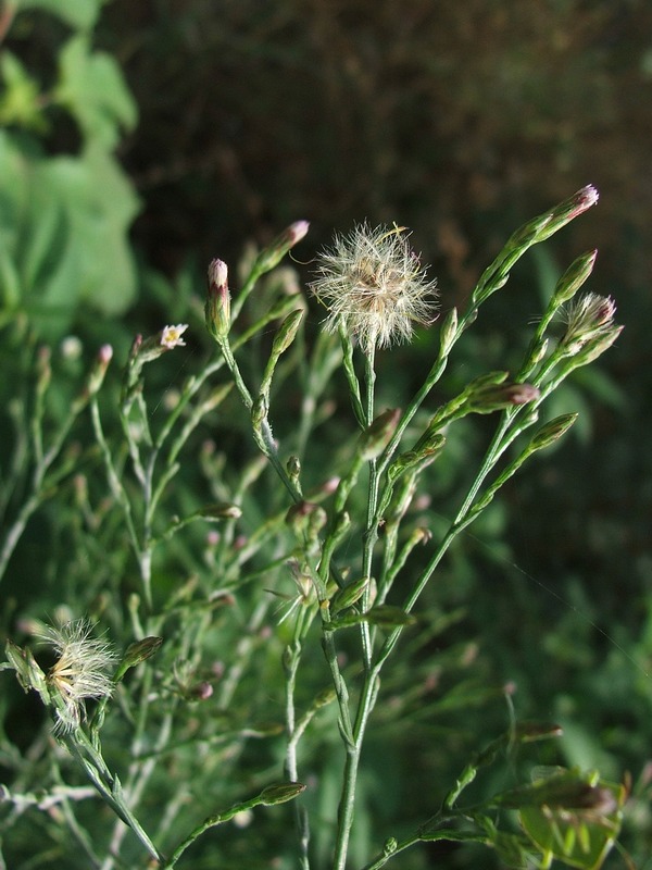 Изображение особи Symphyotrichum subulatum var. squamatum.