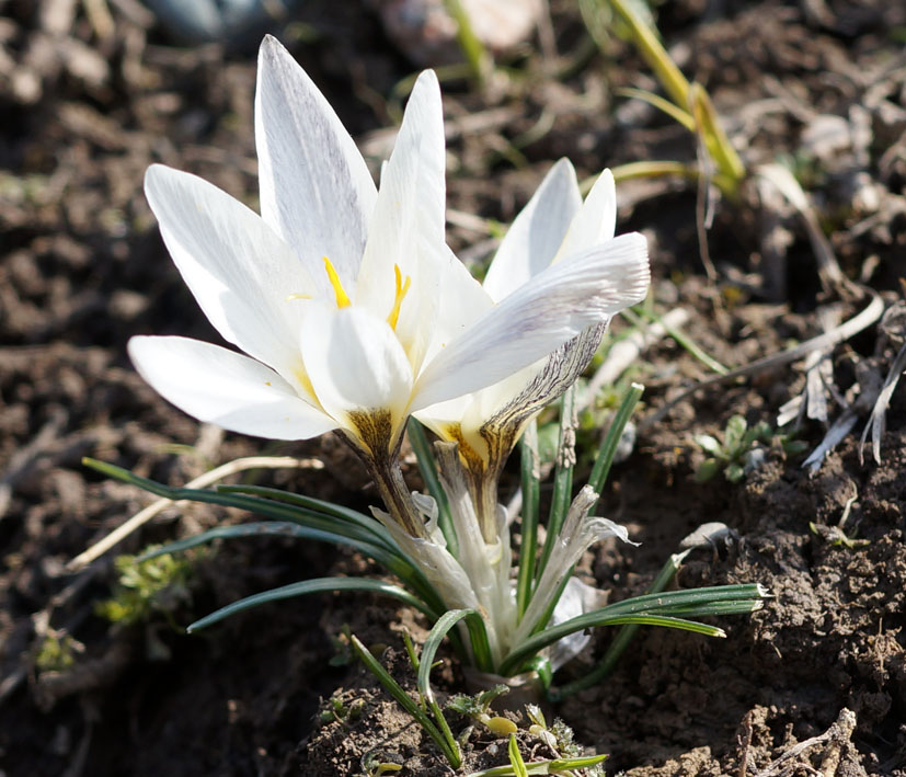 Image of Crocus alatavicus specimen.