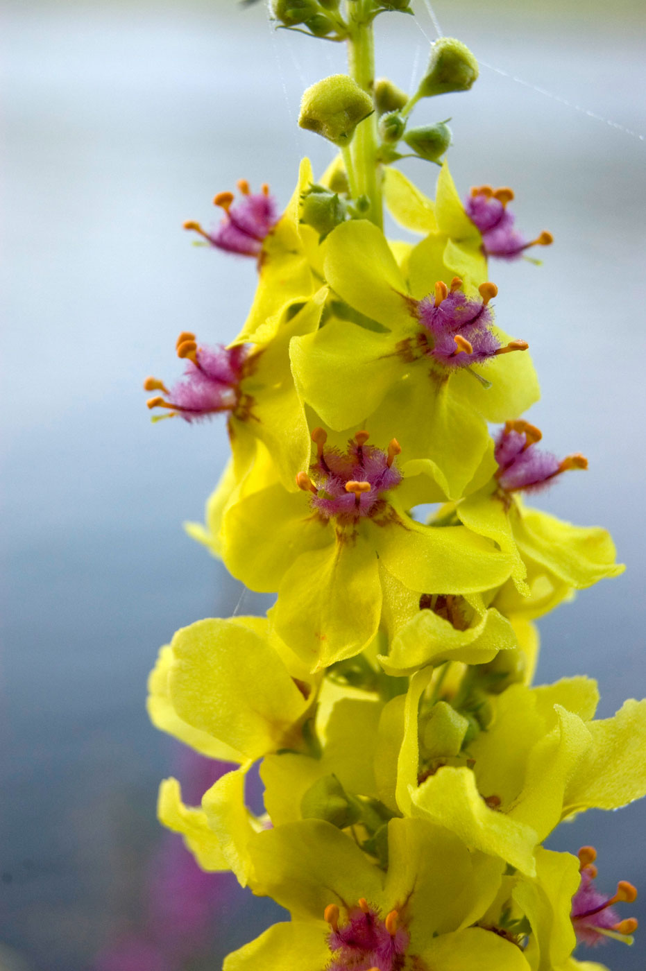 Изображение особи Verbascum nigrum.