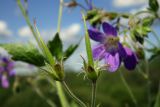 Geranium sylvaticum. Зреющие плоды. Новгородская обл., г. Боровичи, Бобровские горы, на луговом склоне. 06.06.2015.