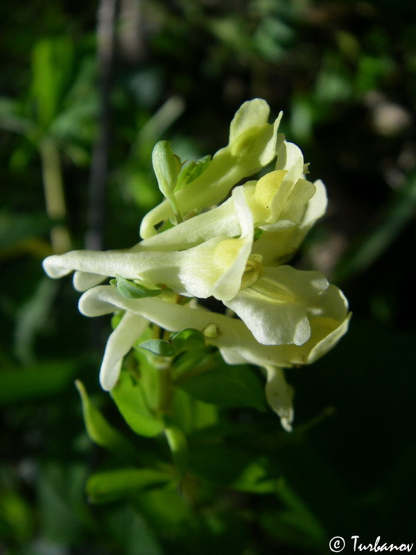 Image of Corydalis marschalliana specimen.