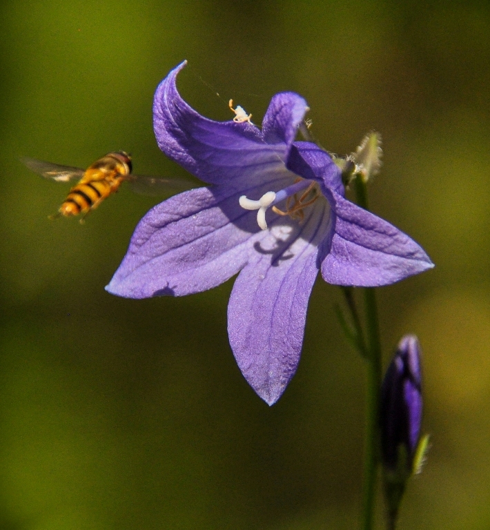 Image of Campanula turczaninovii specimen.