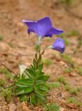 Platycodon grandiflorus