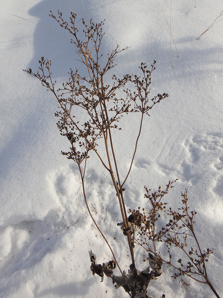 Image of Filipendula ulmaria specimen.