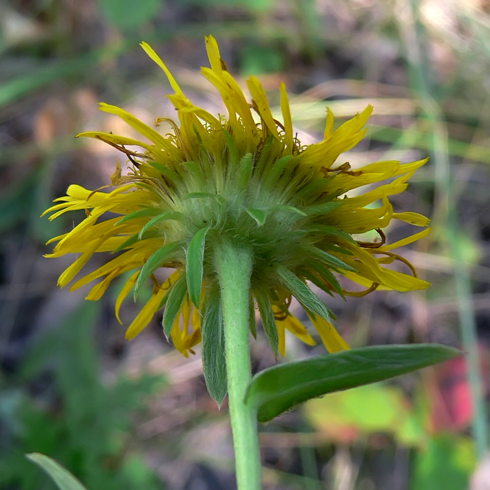 Image of Inula britannica specimen.